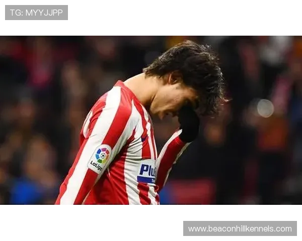 葡萄牙新星菲利克斯持续提升，助力国家队在国际赛场上的竞争力增强